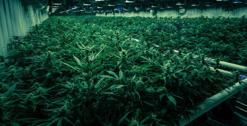 Greenhouse with low lighting and rows of cannabis plants.