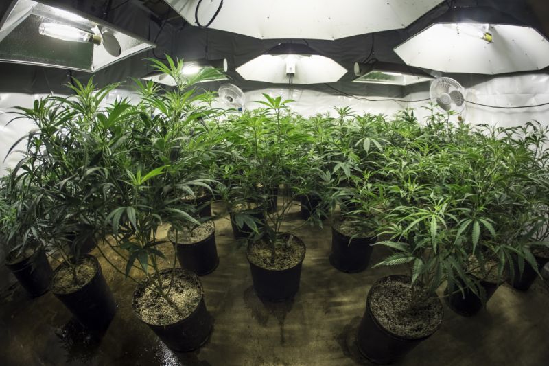 Marijuana plants in a marijuana grow room.