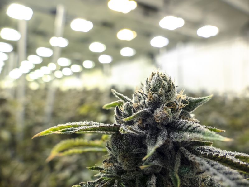 Close up of a flowering marijuana plant growing in a well-lit indoor facility.