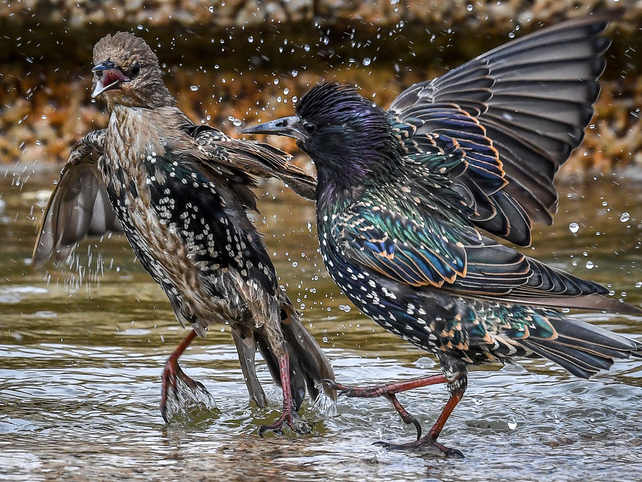 Two starlings play in a fountain at Moscow's Manezhnaya Square on August 7, 2019.