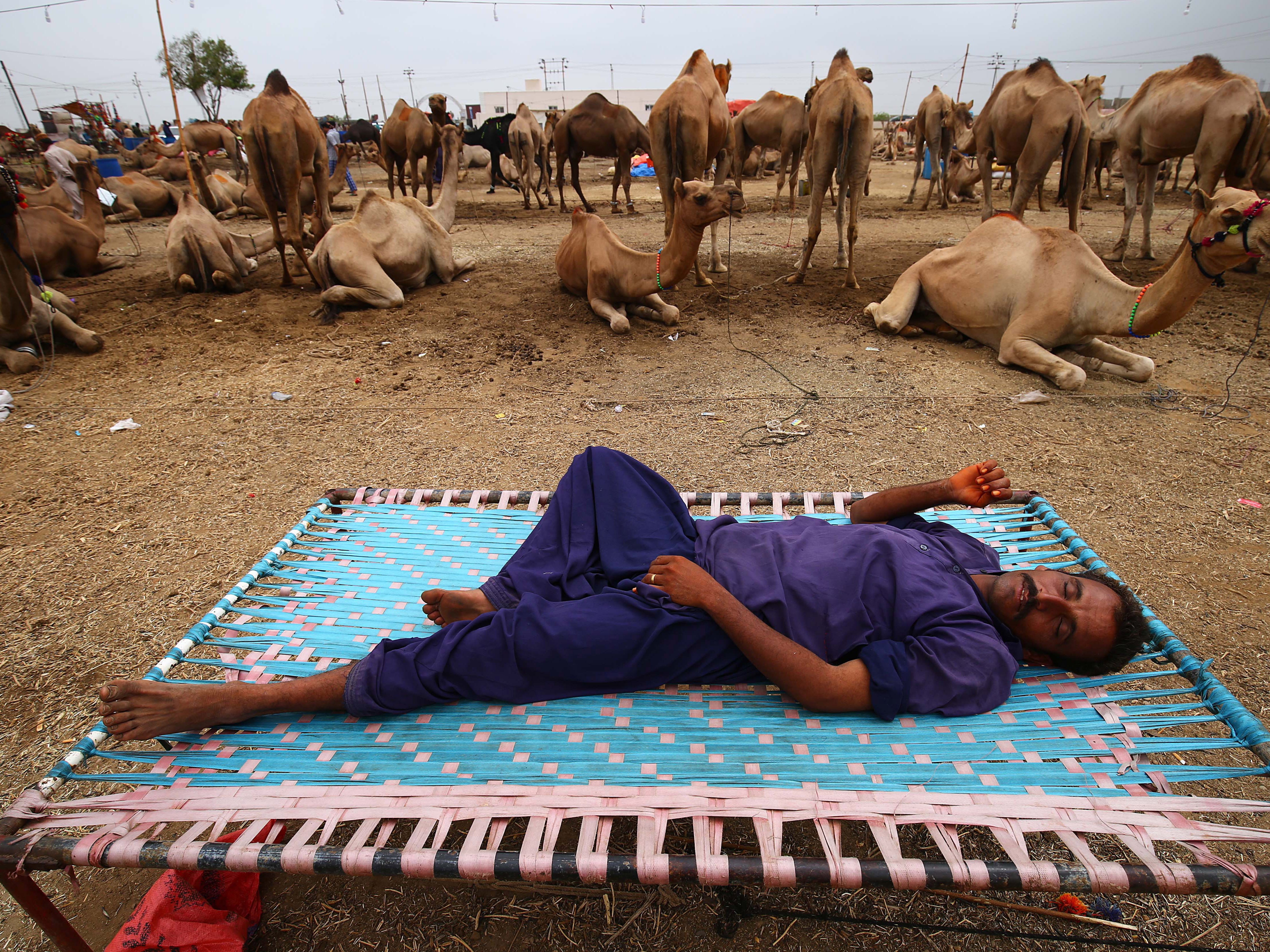 Sacrificial animals are on sale ahead of the Eid al-Adha festival in Karachi, Pakistan on August 7, 2019.