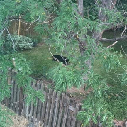 Bear removed after sighting prompts 4 Fort Collins schools to go on lockout