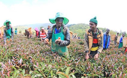 Nyayo Tea Zone in Mau to be cleared