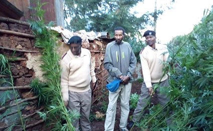 Nyandarua man gives ‘tips on growing bhang’