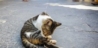 Velez Malaga approves population control for stray cats