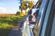 Over half of Britons prepared to spend more than 500 to give their beloved pet a holiday