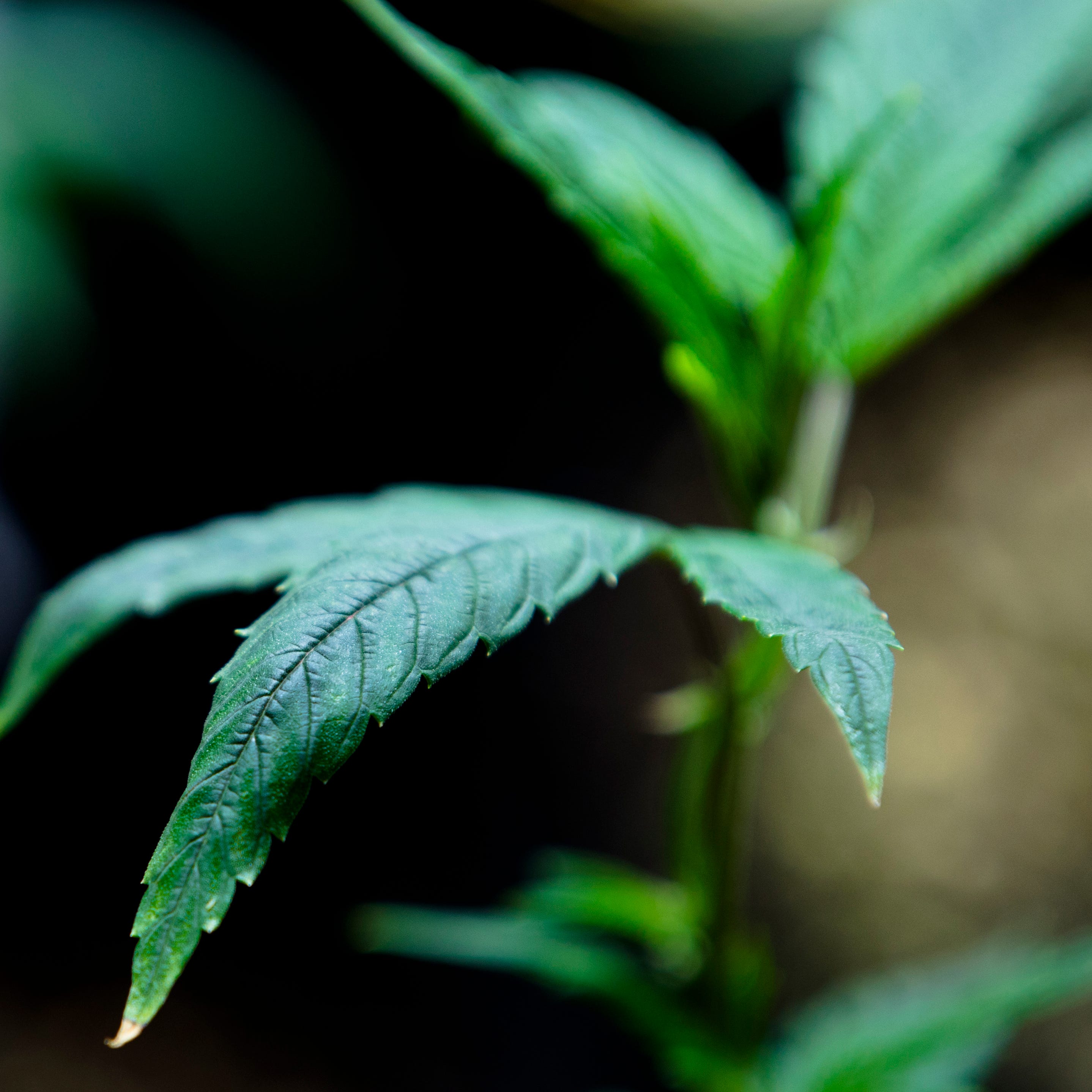 Marijuana grows in the newly opened Cresco Labs medical marijuana plant in Yellow Springs, Ohio, on Monday, Oct. 8, 2018. 