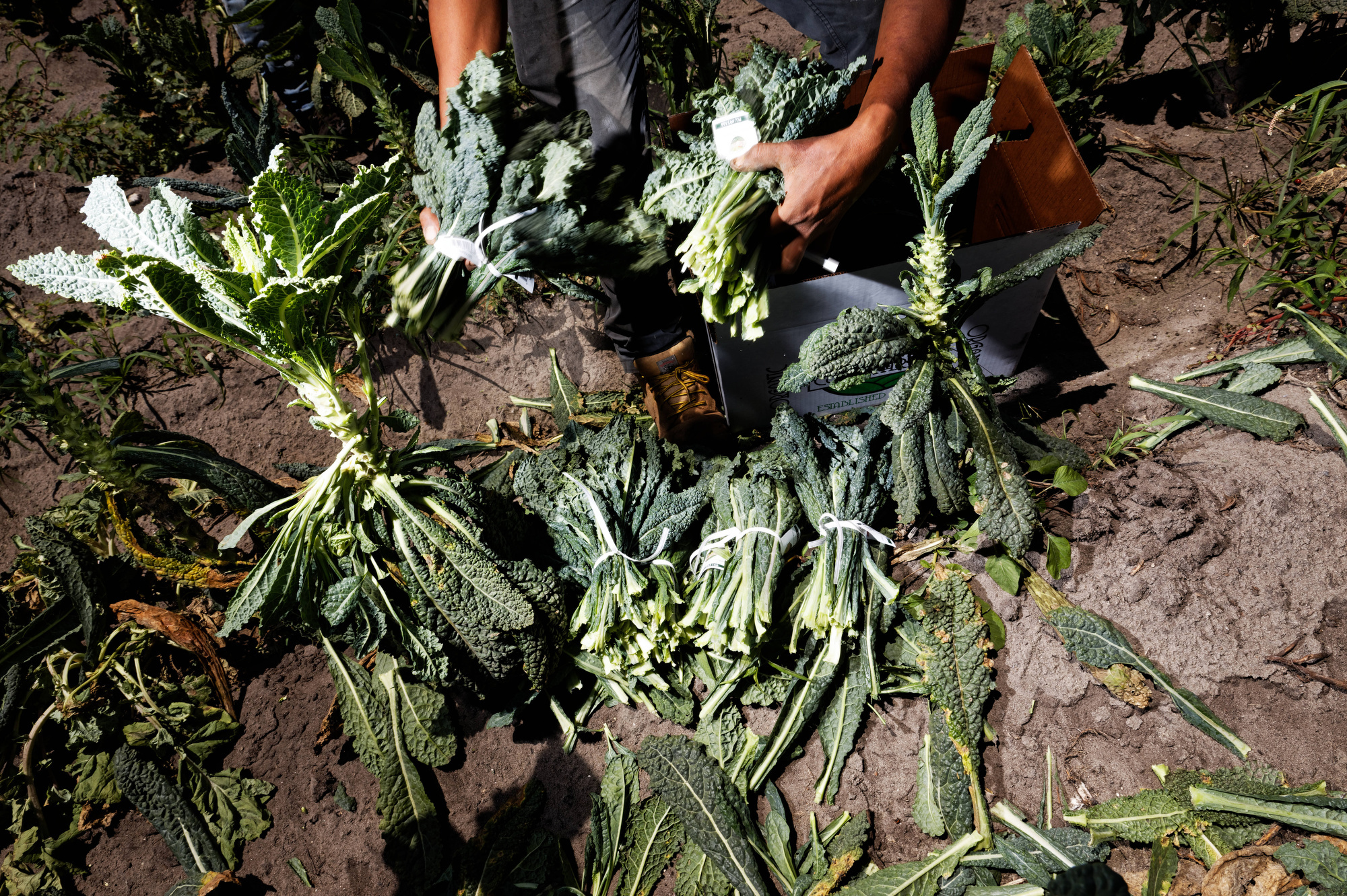 Farmer picks produce in a field in Florida.