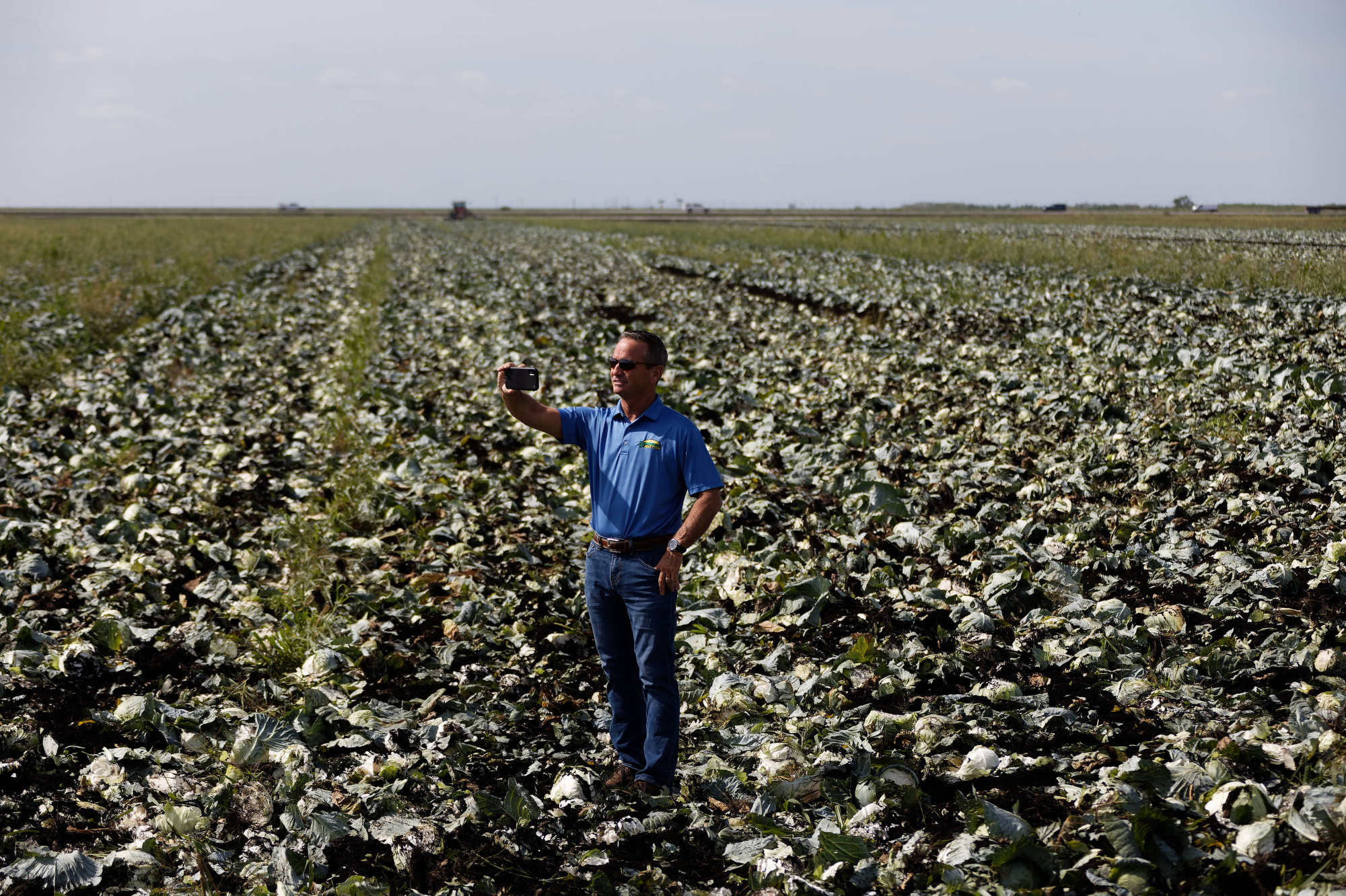 Paul Allen hold iPhone and records video of field full of cabbage being destroyed lacking a market to sell. 