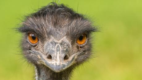 Months ago, emus started showing up in a tiny Australian town. They&#39;re not leaving