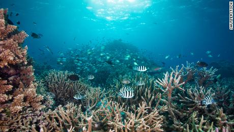 Coral reefs are facing their own pandemic -- but we have a survival guide 