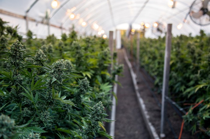 Stock Market News: CannTrust Goes to Pot; lululemon Gets a Lift – Motley Fool